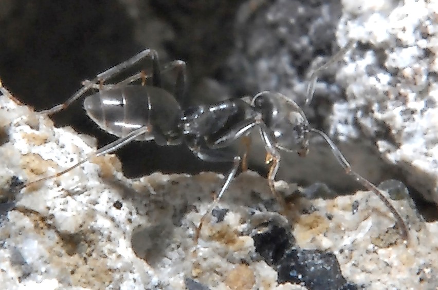 Anche piccole formiche